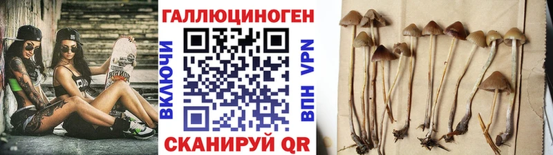 МЕГА ТОР  где купить наркоту  Цивильск  сайты даркнета клад  Псилоцибиновые грибы Psilocybe 